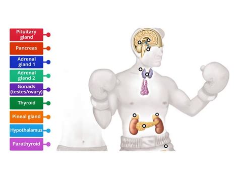 Endocrine System - Labelled diagram