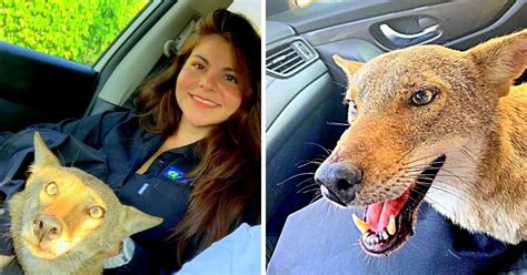 Woman Rescues “Injured Dog”, Is Startled When The Vet Says He Isn’t ...