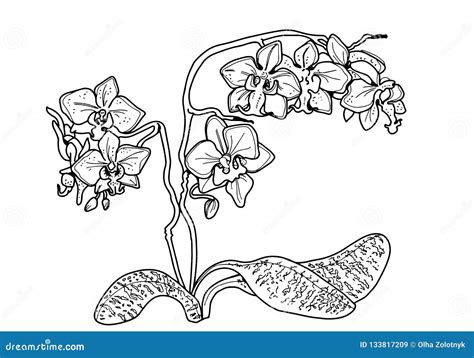 开花兰花 黑白图象 成人的乱画油漆 库存例证 插画 包括有 空白 水仙 等高 图象 本质 线路 133817209