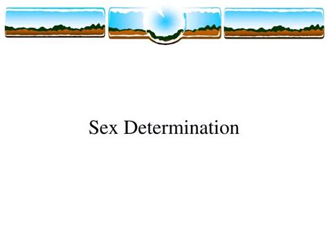 Ppt Sex Determination Powerpoint Presentation Free Download Id 1775587