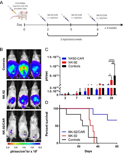 Antitumor Activity Of Nk 92car Cells Against Orthotopic Pc3 Psma