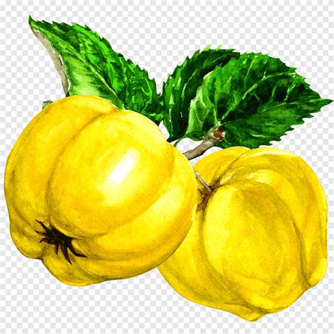 Ilustrare Fructe Galbene Dovlecel Pattypan Quince Fruit Auglis Pepene