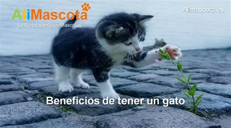 Beneficios De Tener Un Gato ALIMASCOTA ES