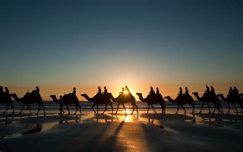 Sunset Camel Caravan On The Beach Hd Wallpaper