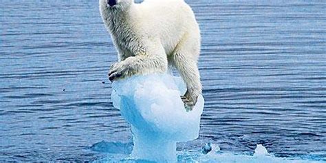 Fox News: These Polar Bears Aren't Starving Fast Enough! Starve, Polar ...