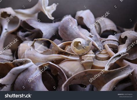 Collection Channeled Whelk Sea Shells Stock Photo Edit Now 1659746659