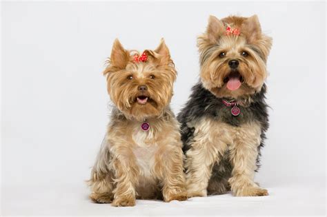 Tackling Canine Cushings Disease In Yorkies And Small Dog Breeds