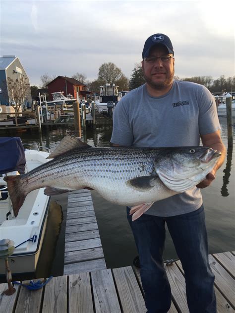 Rockfish - Ocean City MD Fishing