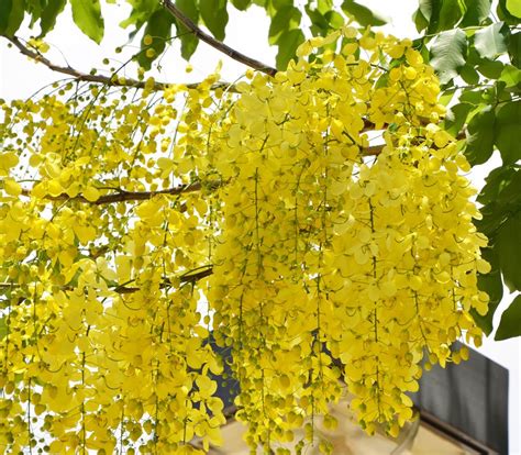 VasuWorld Indian Climate Suitable Cassia Fistula Bright Yellow Flower