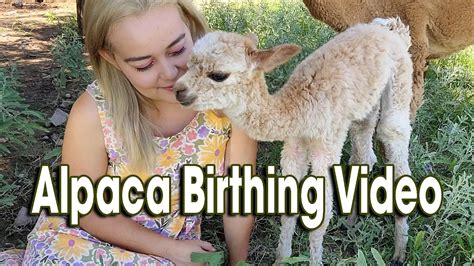 Alpaca Birth Youtube