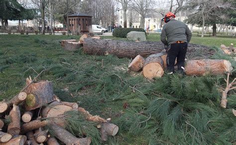 Problemas De Seguridad Obligan A Cortar Nueve árboles En La Dehesa El Norte De Castilla