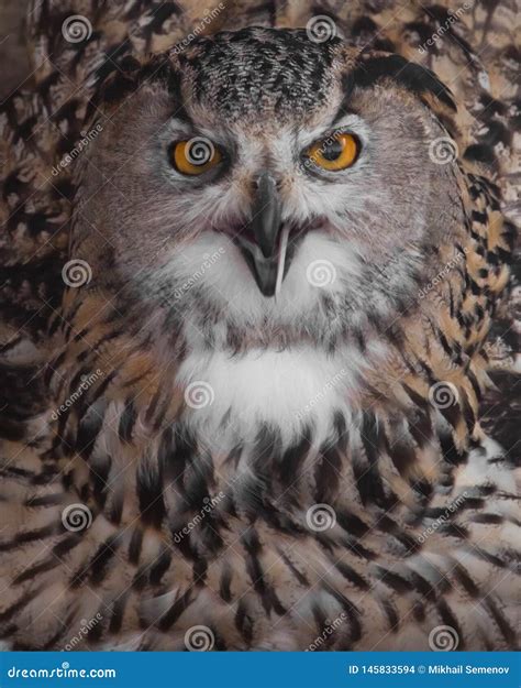 A Hungry Female Eagle Owl Eagerly Devours Swallows Absorbs A Mouse