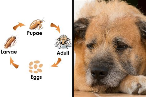 What Do Flea Eggs on Dogs Look Like and How to Get Rid of Them | Bored Panda