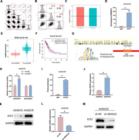 SNHG15 up-regulated ECE2 expression through recruiting E2F1. A ... 