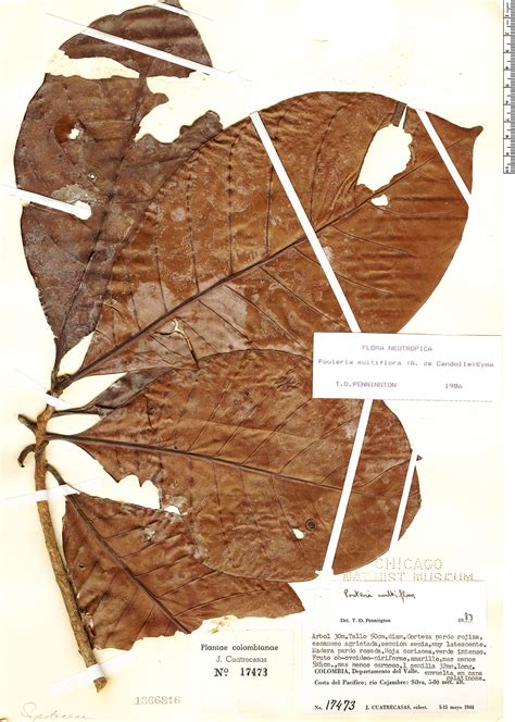 Pouteria multiflora Herbário Rapid Reference The Field Museum