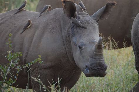 Anti-Poaching & Conservation In South Africa - GlobalGiving