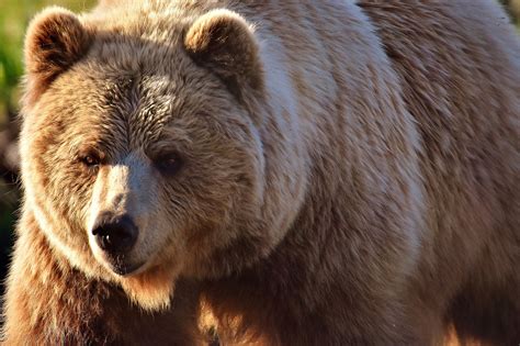 1000 Free Brown Bear And Bear Images Pixabay