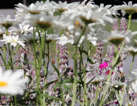 A Pink Flower Hidden In The Daisies Smithsonian Photo Contest