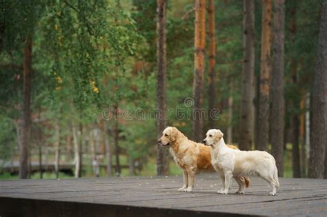 Dos Perros En El Bosque Pareja De Lindos Recuperador De Oro En La