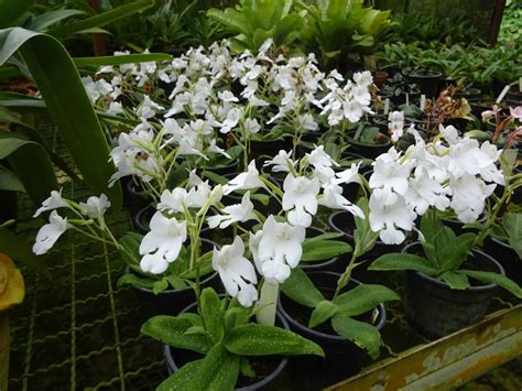 Habenaria Carnea F Alba Orchidaceae