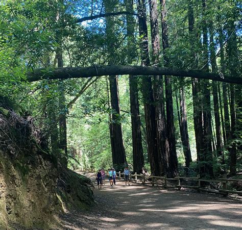 Reinhardt Redwood Regional Park | Access Northern California