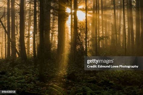 1440 Salish Sea Stock Photos High Res Pictures And Images Getty Images