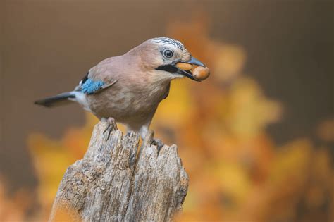 Jay guide: how to identify, behaviour and where to see in Britain