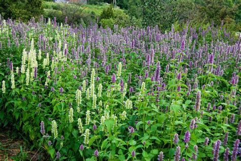 Anise Hyssop Flower Meaning: Symbolism of Licorice Plant | Florgeous