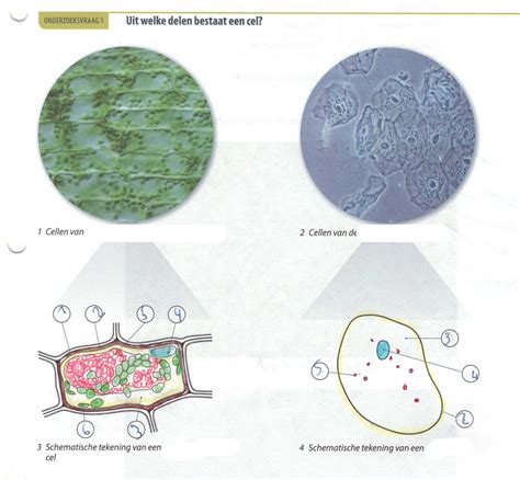 Schematische Tekening Van Een Plantaardige Cel Englshsatm