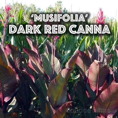 Musifolia Canna Lily Bulbs Dark Red Cannas Bulb Etsy