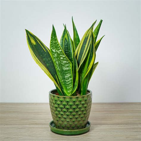 Sansevieria Trifasciata Golden Flame Ma A Szklarnia