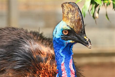 8 Facts About Southern Cassowary Australia You Didn’t Know