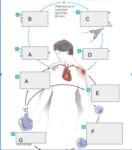 Life cycle of leishmania Flashcards | Quizlet