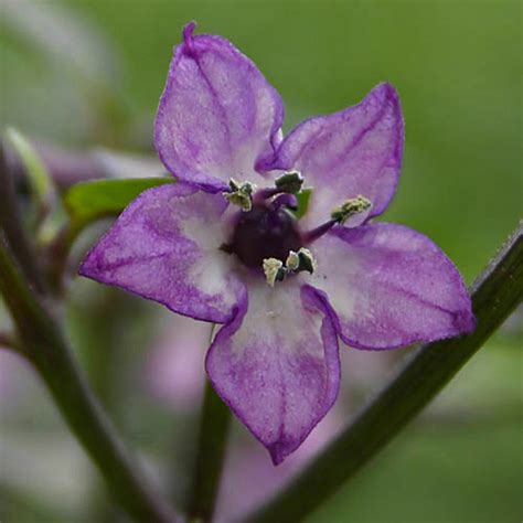 Pretty In Purple Semillas 2 0 Chilisamen Shop