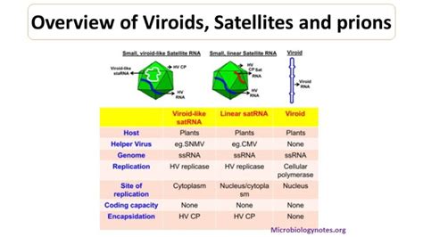 viroids - Microbiology Notes