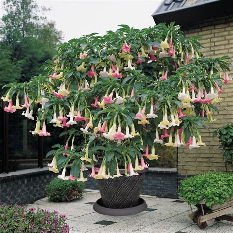 T M Brugmansia Angel S Trumpet 3 In 1 Angels Trumpet 12cm Potted