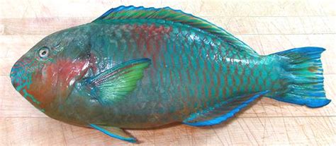 rivulated parrotfish
