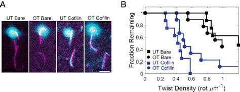 Twist Response Of Actin Filaments Pnas