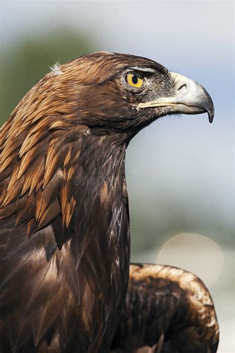 233 Juvenile Golden Eagle Stock Photos - Free & Royalty-Free Stock ...