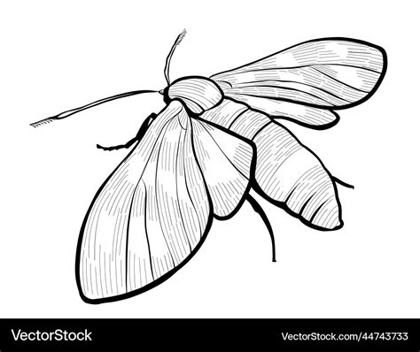 Realistic moth butterfly drawing black and white Vector Image