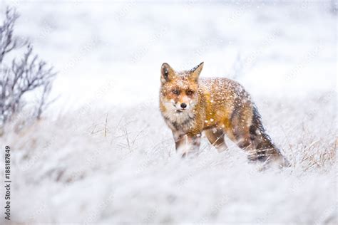 red fox in the snow Stock Photo | Adobe Stock