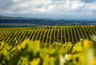 Des Baroudeurs Du Vin Ont Fait Une Visite De Cave Virtuelle De Notre