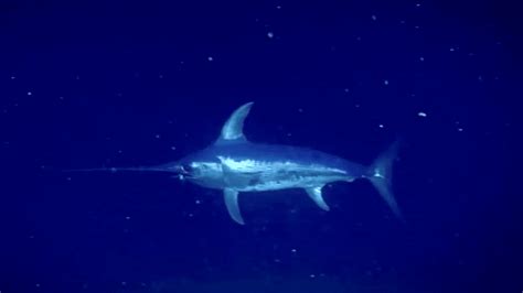 VIDEO: The Lonely Life Of A Swordfish - Soundings Online