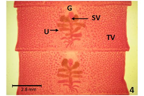 Gravid Proglottid Of D Latus Genital Atrium G Seminal Vesicle