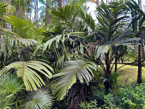 Astrocaryum Alatum Leilani Estates Hawaii Amazing Palm Kyle