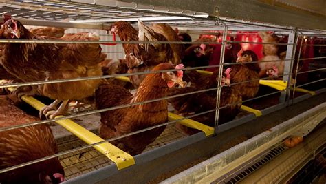 Private Bill Launched To Ban Cages For Laying Hens Farmers Weekly