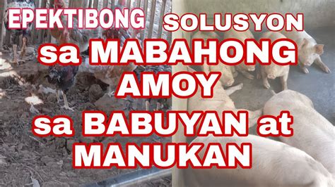 Epektibong Pangtanggal Ng Mabahong Amoy Sa Mga Manukan At Babuyan Ka