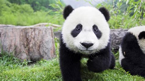 Descubre Por Qué Está El Oso Panda En Peligro De ExtinciÓn