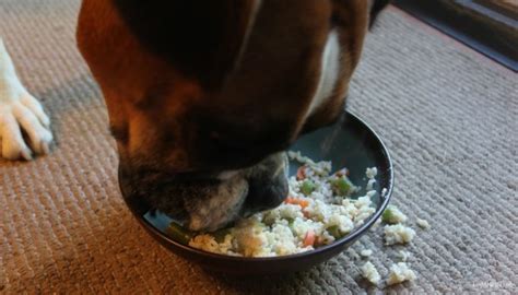 Recipe: Chicken, Rice and Vegetable Homemade Dog Food – Top Dog Tips