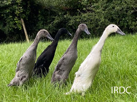 Indian Runner Duck Club Photos Of Exhibition Colours Of Indian Runners